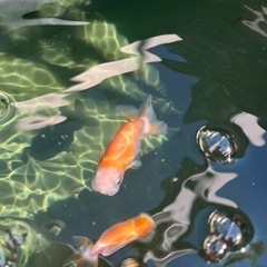 金魚やメダカなど