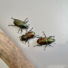 【まとめて】ニジイロクワガタ ♀ 3匹 30mm程度の画像