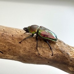 【まとめて】ニジイロクワガタ ♀ 3匹 30mm程度