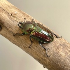 【まとめて】ニジイロクワガタ ♀ 3匹 30mm程度の画像