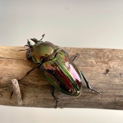 【まとめて】ニジイロクワガタ ♀ 3匹 30mm程度の画像