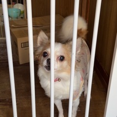 飼い主さんが緊急入院の為里親さん募集します。