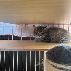 里親様決定！募集終了しました。仔猫４匹、里親さん募集。 - 猫