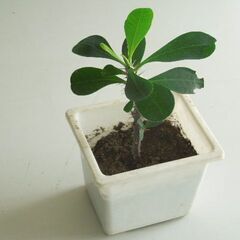 【ご成約済】ハナキリン 角鉢植え