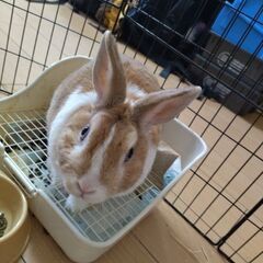 ドリーです。