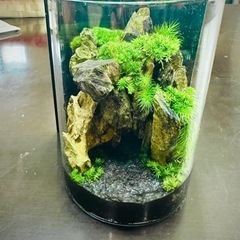 ボトル苔リウム（岩組み）　値下げしました！　11／10まで