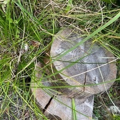 木の切り株