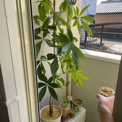 観葉植物　パキラ