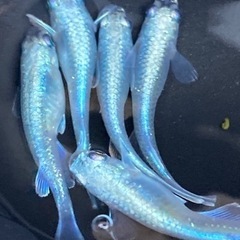 限定3🌈極龍メダカ　ML5匹🌈