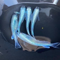 限定2🌈極龍メダカ　ML5匹🌈の画像