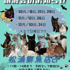 生後4ヶ月半位　サビ柄の女の子のワサビちゃん【12月10日(日曜日)　🌟久留米市小頭町🌟譲渡会🌟】 - 里親募集