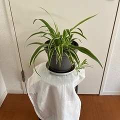 オリズルランの画像
