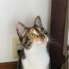小さな葵🌱