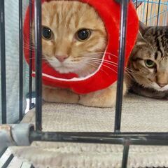 1歳過ぎ　まん丸顔でお返事上手な茶トラのムギちゃん【11月19日...