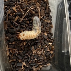 カブトムシ　幼虫　1匹200円です