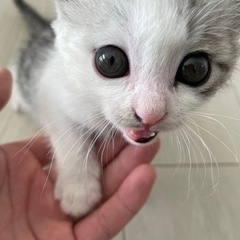 里親募集(決まりました)