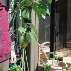 巨大に育ったアボカド