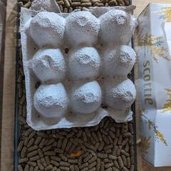 爬虫類の餌に。デュビア②の画像
