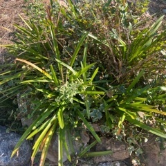 アガパンサス・プラエコクス 植物  つるまさき