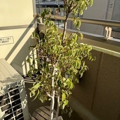 観葉植物