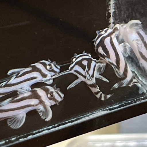 【売約済み】希少インペリアルゼブラプレコ