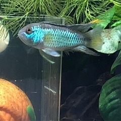 ナンナカラ・アノマラ欧州ブリードF1若魚ペア