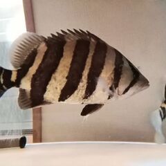 《最終値下げ！》ダトニオ プラスワン35cm‼️　混泳にバッチリサイズです‼️