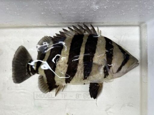 《最終値下げ！》ダトニオ プラスワン35cm‼️　混泳にバッチリサイズです‼️