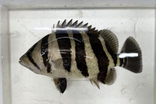 《最終値下げ！》ダトニオ プラスワン35cm‼️　混泳にバッチリサイズです‼️