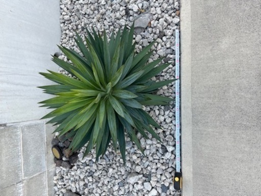 ユッカ　グロリオサ　アガベ　ロックガーデン　熊本　その1