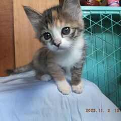 猫の幸せをこよなく思う人へ