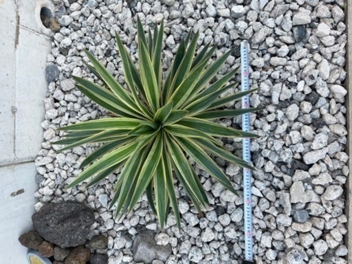 ユッカ　グロリオサ　アガベ　ロックガーデン　斑入り　熊本　その1