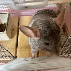 チンチラ【お話中】