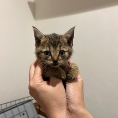 【候補者様とお話し中】キジトラの仔猫・里親様募集 - 浜松市