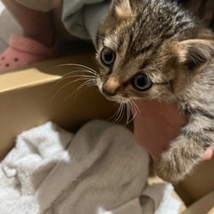 【候補者様とお話し中】キジトラの仔猫・里親様募集 - 猫