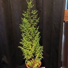 観葉植物　ゴールドクレスト　常緑針葉樹