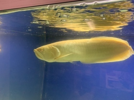 アルビノシルバー