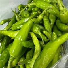 野菜　ししとう　シシトウ　100g位