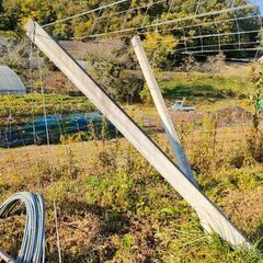 ぶどう棚の資材取りに来れる方に譲りますの画像