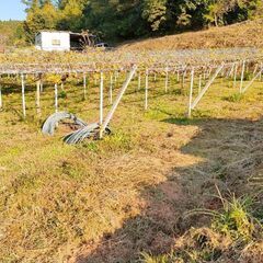 ぶどう棚の資材取りに来れる方に譲りますの画像