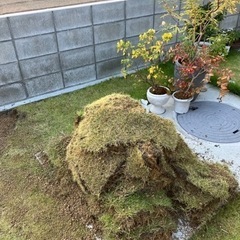 姫高麗芝　話し合い中