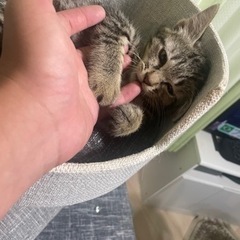 猫　♀ 2023年4月生まれ　元気です