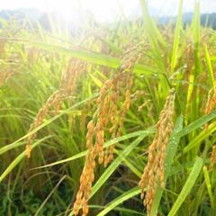 ★令和6年産★玄米30kg    