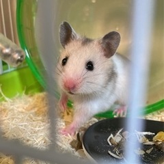 灰色ゴールデン
