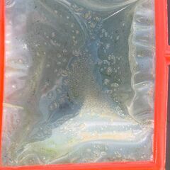 【松メダカ】タイリクミジンコ（ニセオオミジンコ）　100匹+α　爆殖！！　メダカがもりもり育ちますの画像