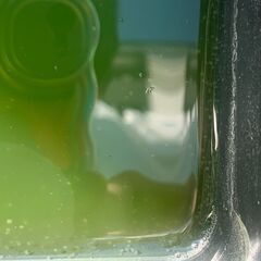 【松メダカ】タイリクミジンコ（ニセオオミジンコ）　100匹+α　爆殖！！　メダカがもりもり育ちますの画像
