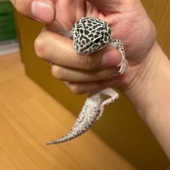 レオパ（マックスノー）