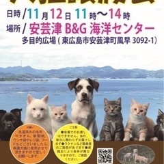 11月12日(日)犬猫譲渡会