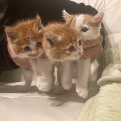 1ヶ月のオスの子猫ちゃん