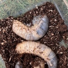 カブトムシの幼虫（期間限定）
